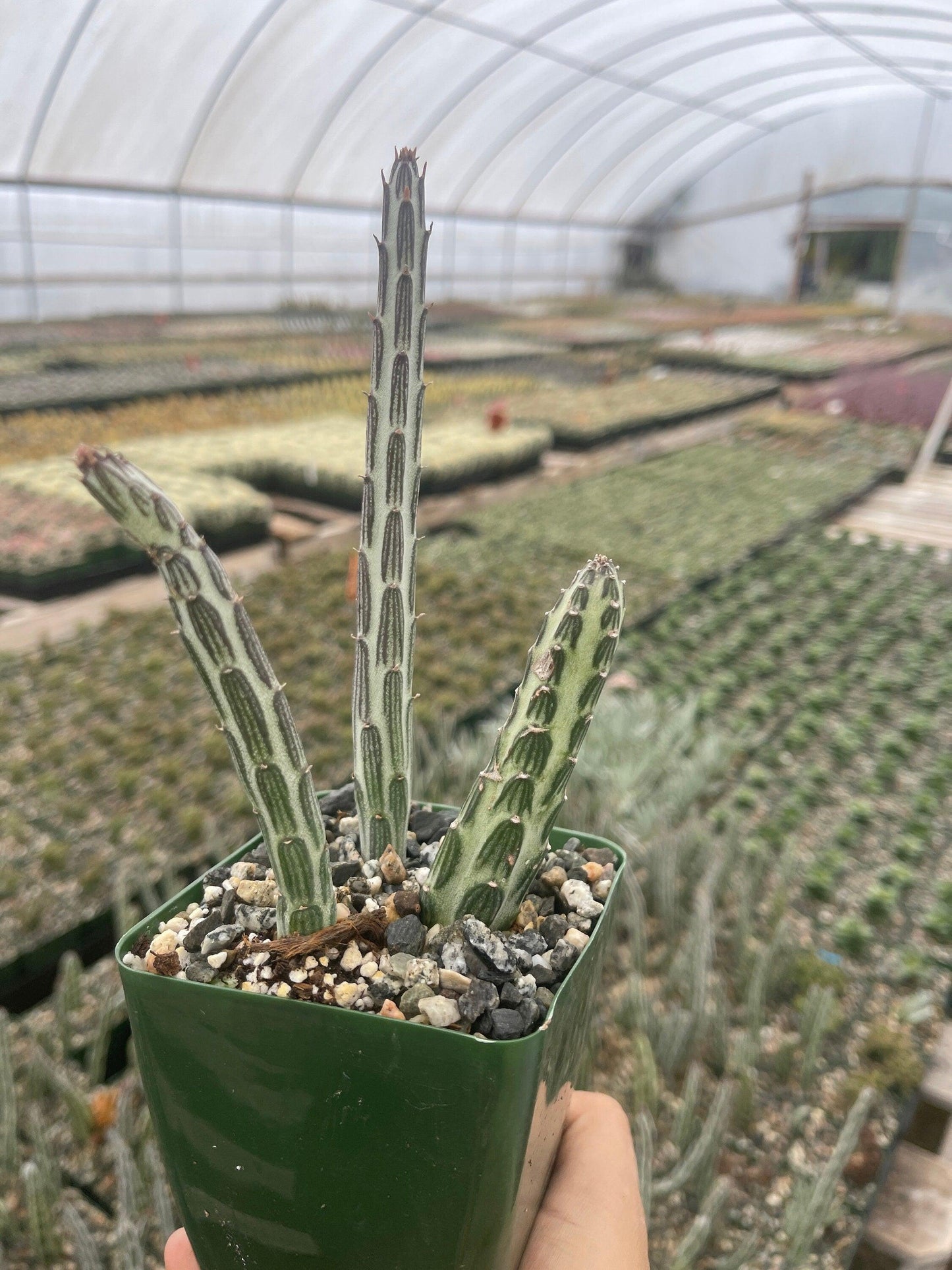 Succulent Senecio Stap  Pickle Plant - View 31 from www redcrocus com