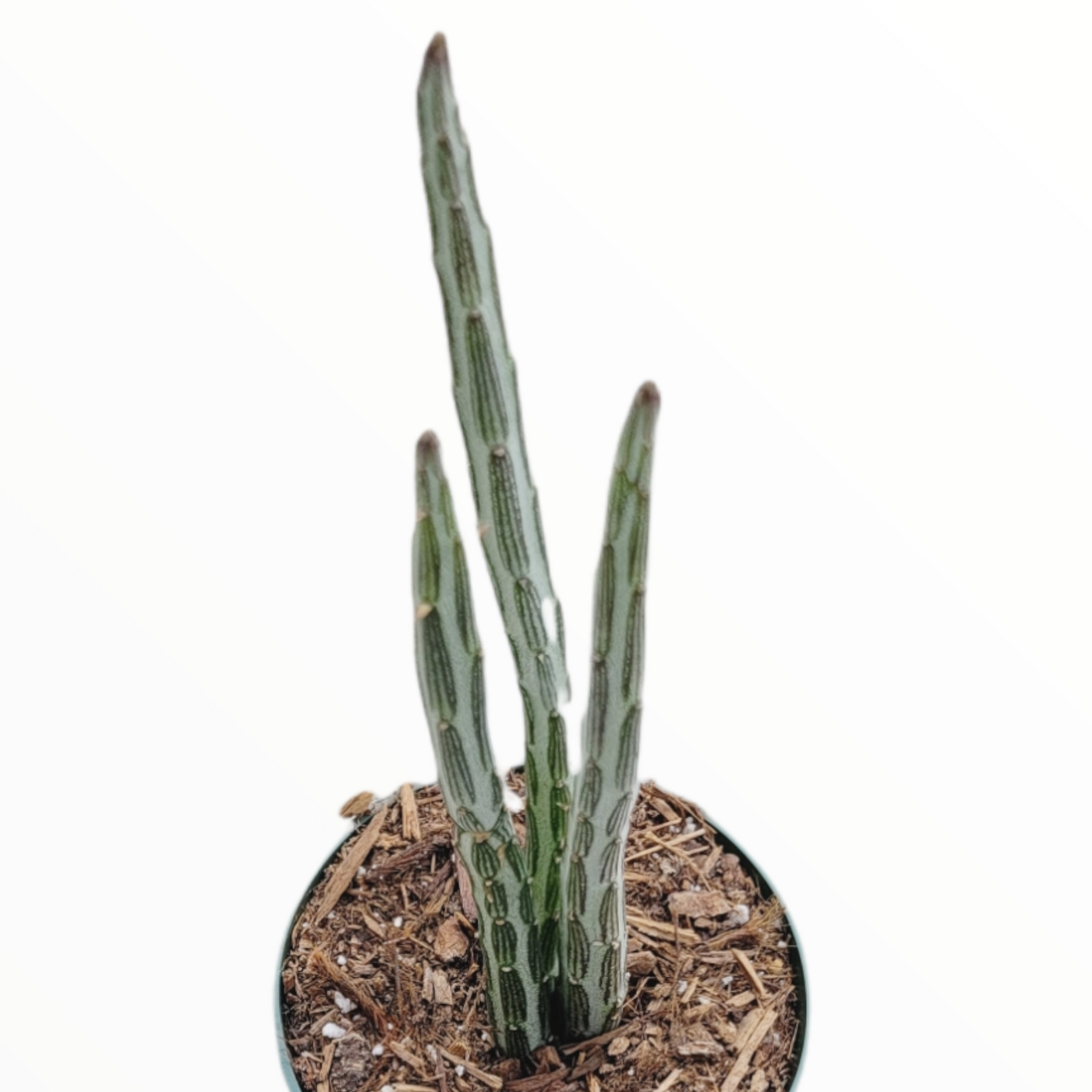 Succulent Senecio Stap  Pickle Plant - View 32 from www redcrocus com
