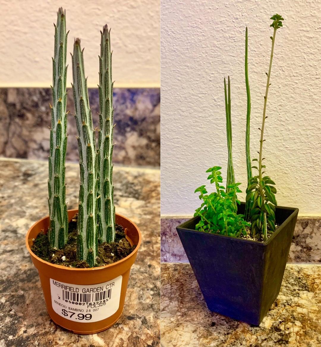 Succulent Senecio Stap  Pickle Plant - View 33 from www redcrocus com