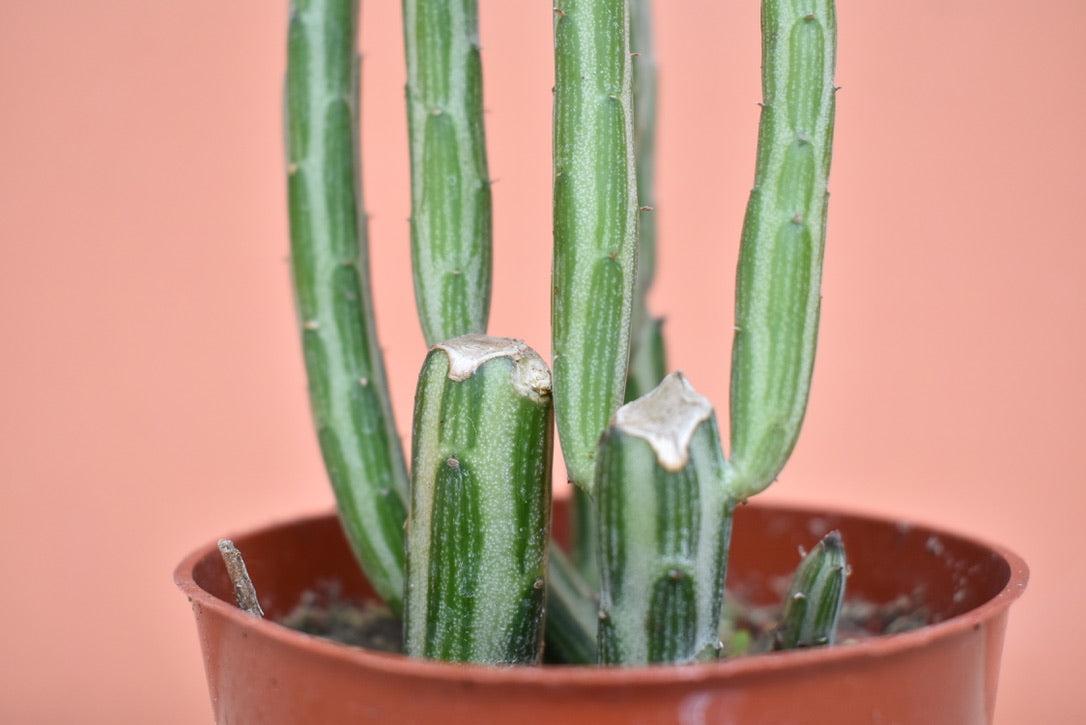 Succulent Senecio Stap  Pickle Plant - View 35 from www redcrocus com