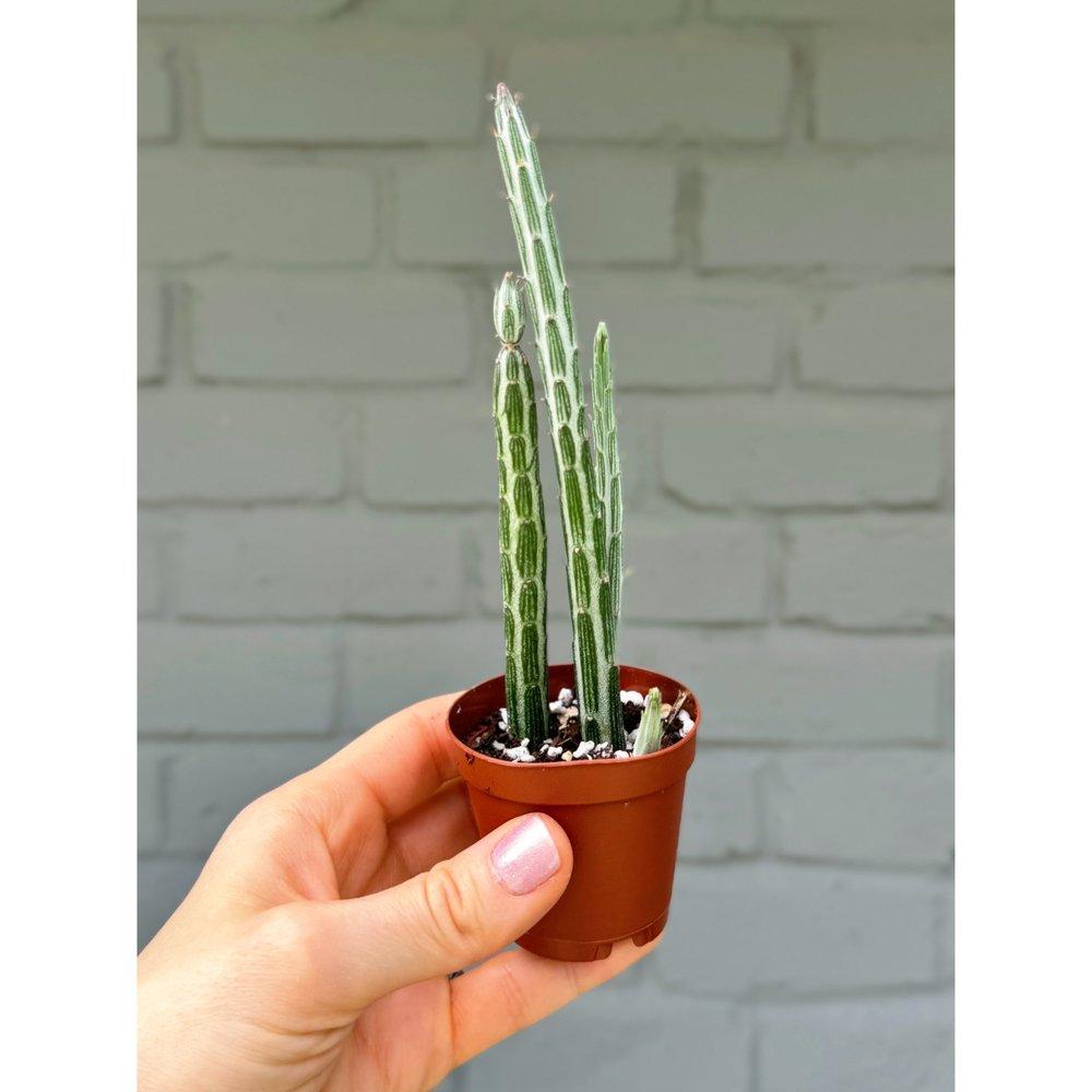 Succulent Senecio Stap  Pickle Plant - View 6 from www redcrocus com