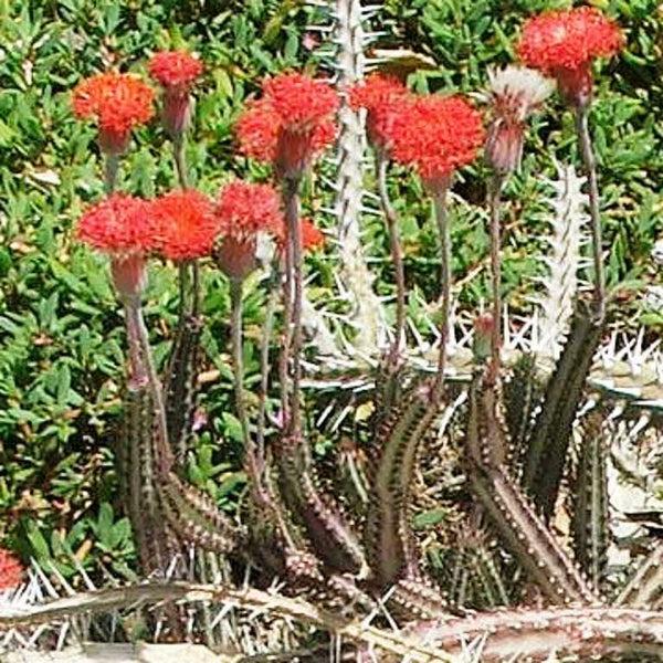 Succulent Senecio Stap  Pickle Plant - View 7 from www redcrocus com