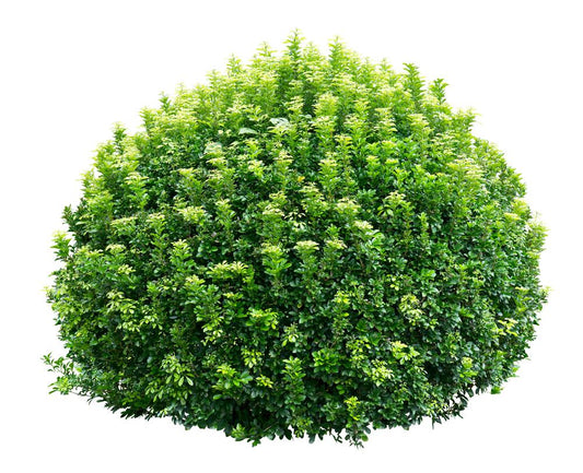 A Bush - View 10 from www redcrocus com