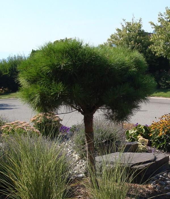 C Pinus Tanyosho Standard Topiary - View 10 from www redcrocus com