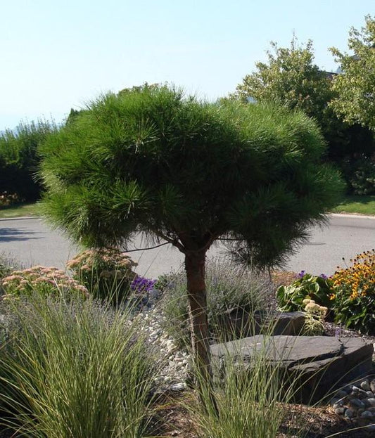 C Pinus Tanyosho Standard Topiary - View 10 from www redcrocus com