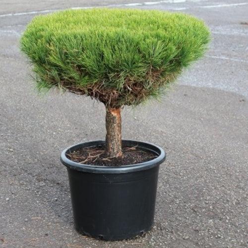 C Pinus Tanyosho Standard Topiary - View 13 from www redcrocus com
