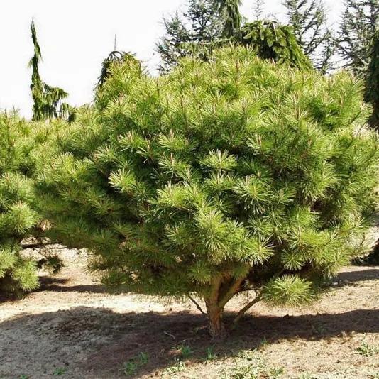 C Pinus Tanyosho Standard Topiary - View 14 from www redcrocus com