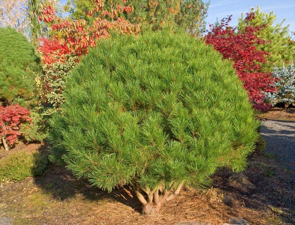 C Pinus Tanyosho Standard Topiary - View 15 from www redcrocus com