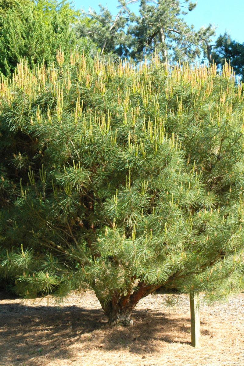 C Pinus Tanyosho Standard Topiary - View 16 from www redcrocus com