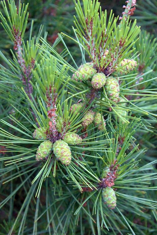 C Pinus Tanyosho Standard Topiary - View 25 from www redcrocus com