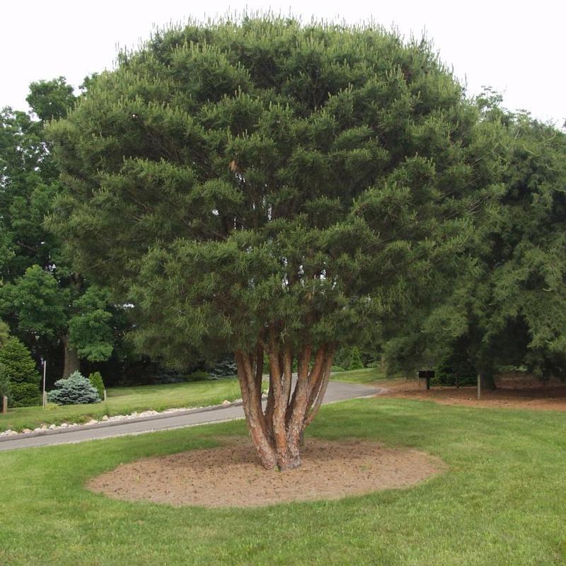C Pinus Tanyosho Standard Topiary - View 26 from www redcrocus com
