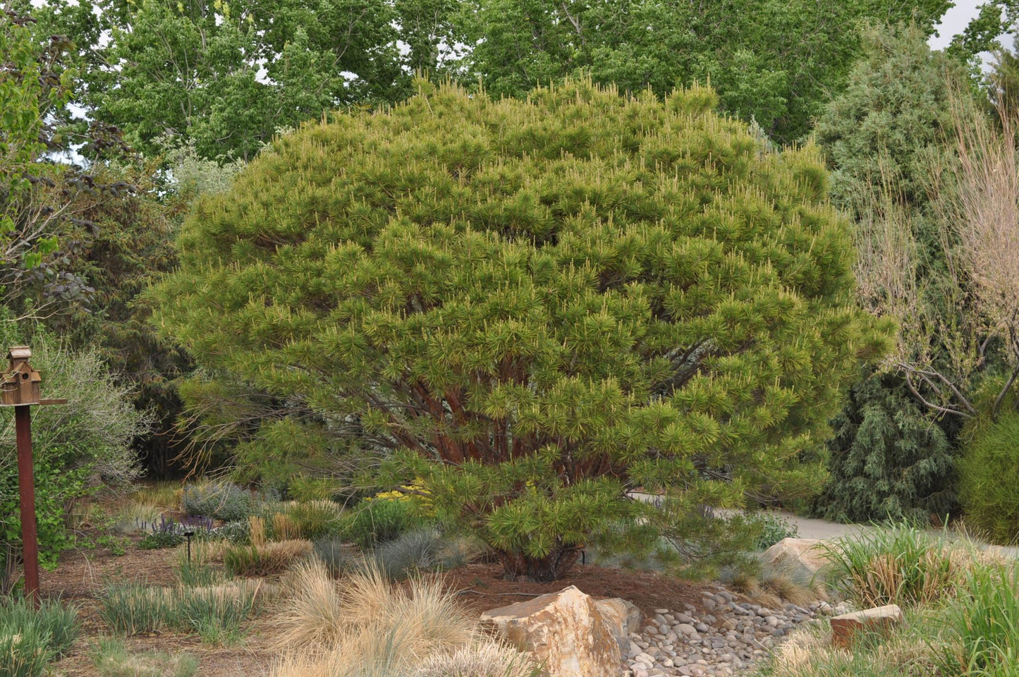 C Pinus Tanyosho Standard Topiary - View 28 from www redcrocus com
