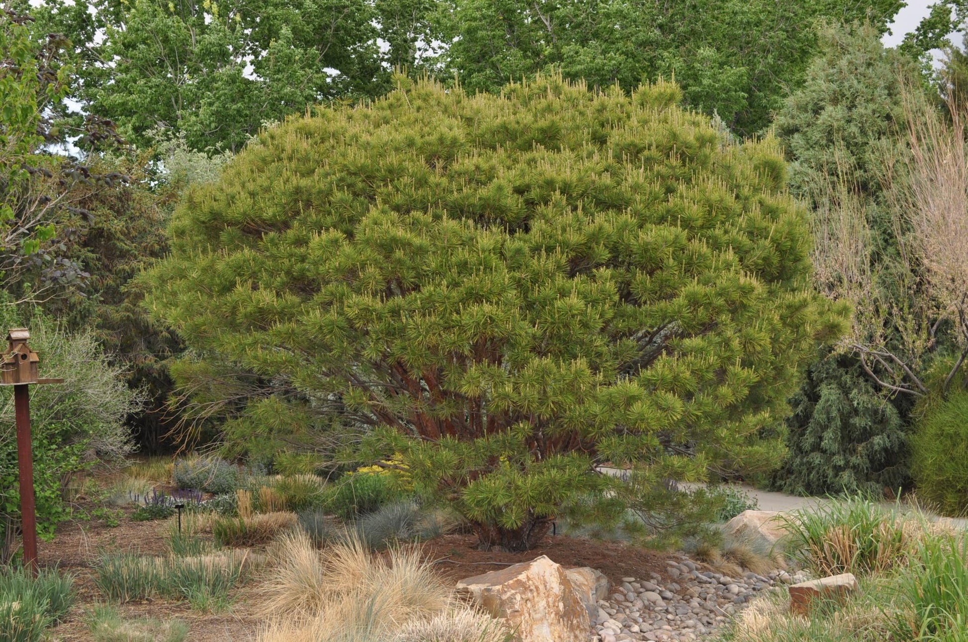 C Pinus Tanyosho Standard Topiary - View 28 from www redcrocus com