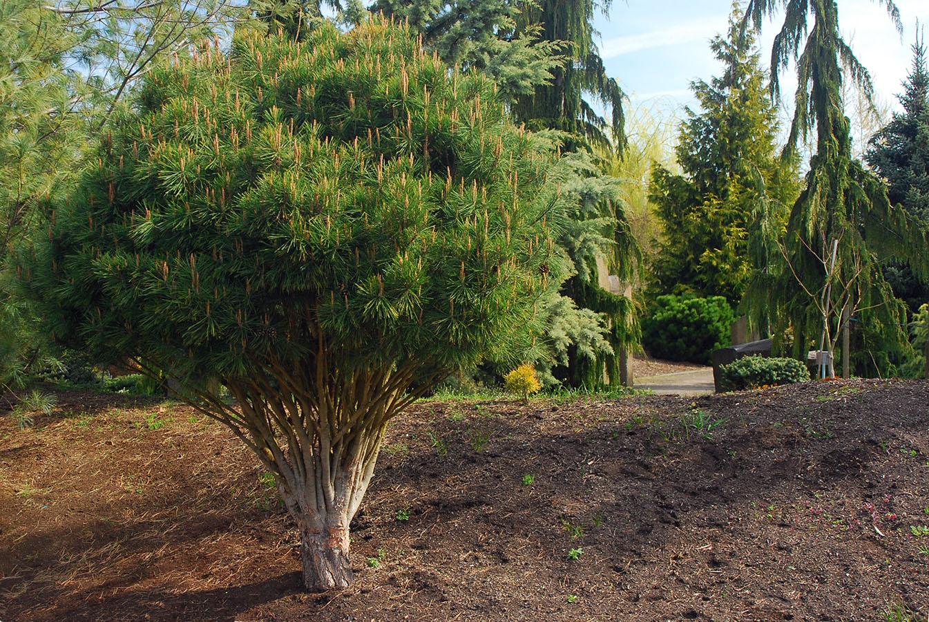 C Pinus Tanyosho Standard Topiary - View 30 from www redcrocus com