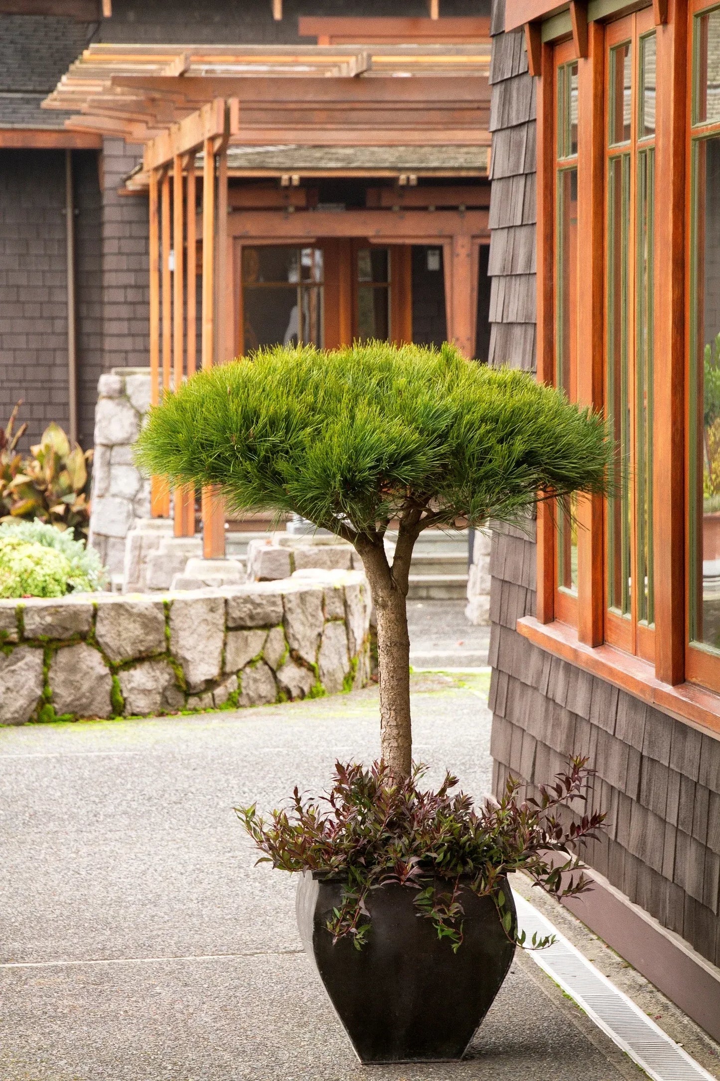 C Pinus Tanyosho Standard Topiary - View 4 from www redcrocus com