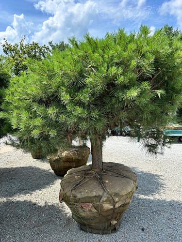 C Pinus Tanyosho Standard Topiary - View 9 from www redcrocus com