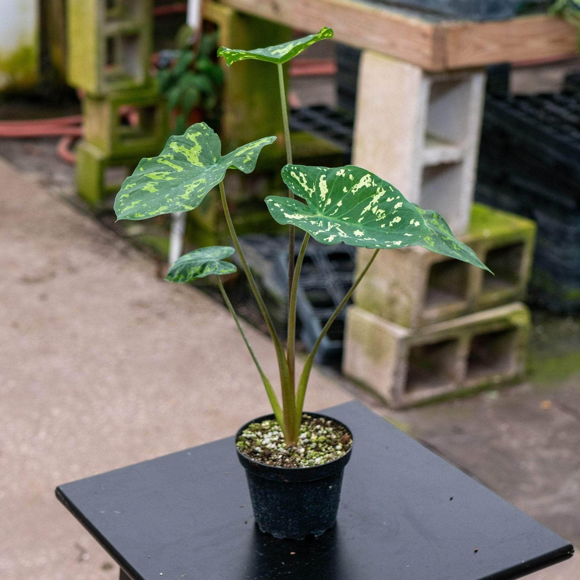 Alocasia Hilo Beauty - View 10 from www redcrocus com