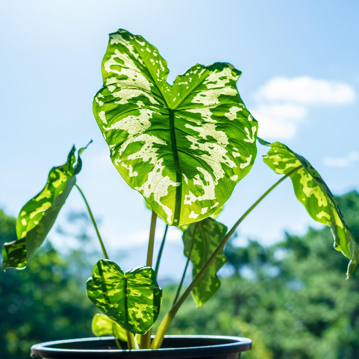 Alocasia Hilo Beauty - View 15 from www redcrocus com