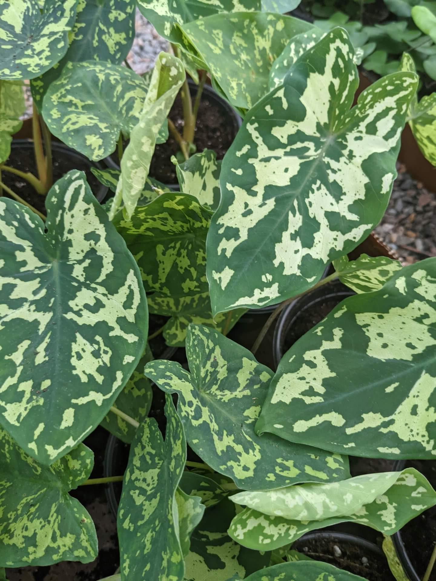 Alocasia Hilo Beauty - View 16 from www redcrocus com