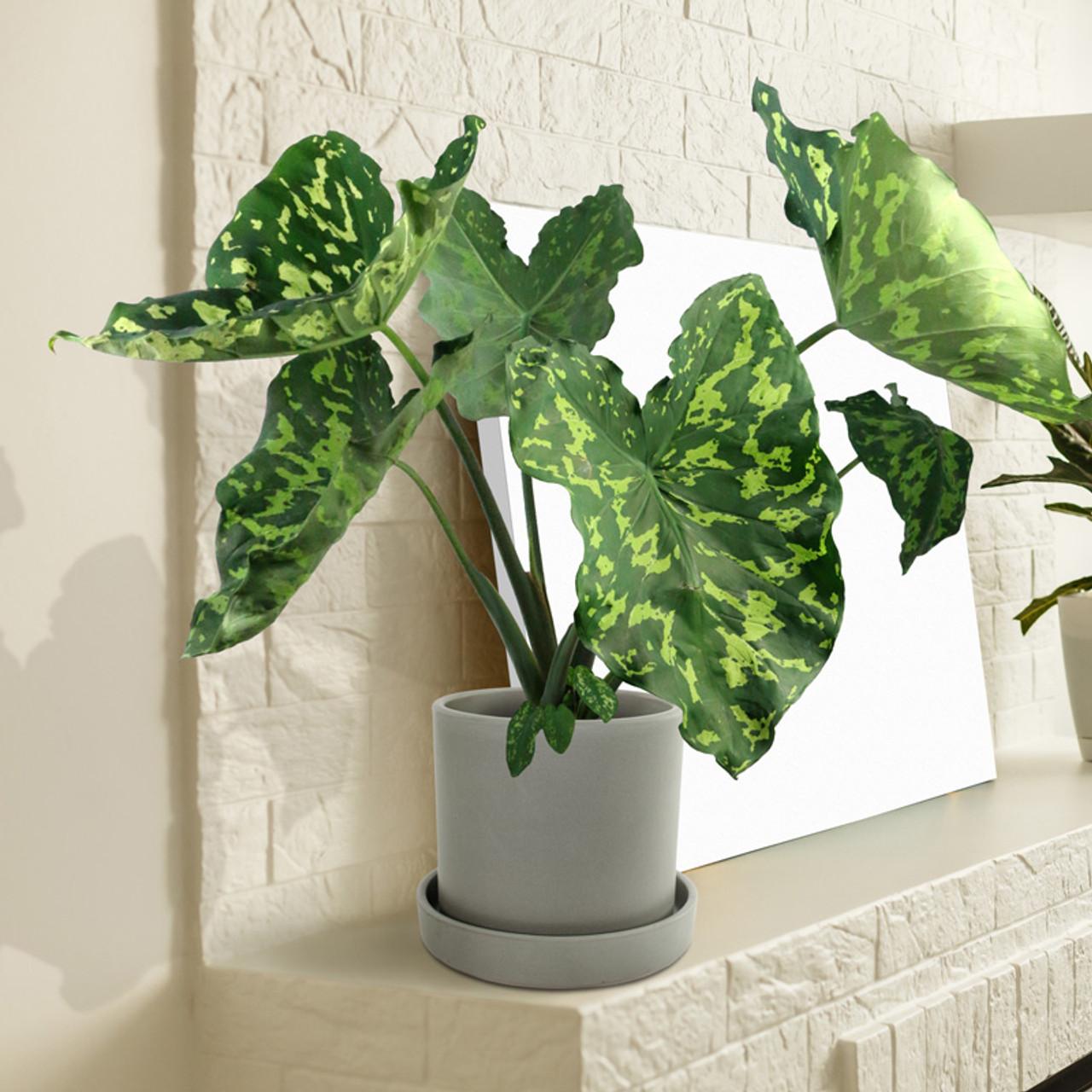 Alocasia Hilo Beauty - View 17 from www redcrocus com