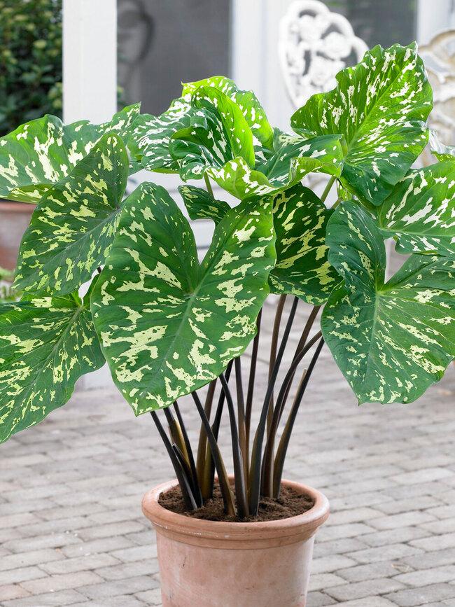 Alocasia Hilo Beauty - View 1 from www redcrocus com