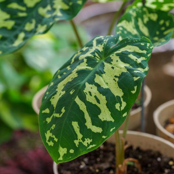 Alocasia Hilo Beauty - View 20 from www redcrocus com