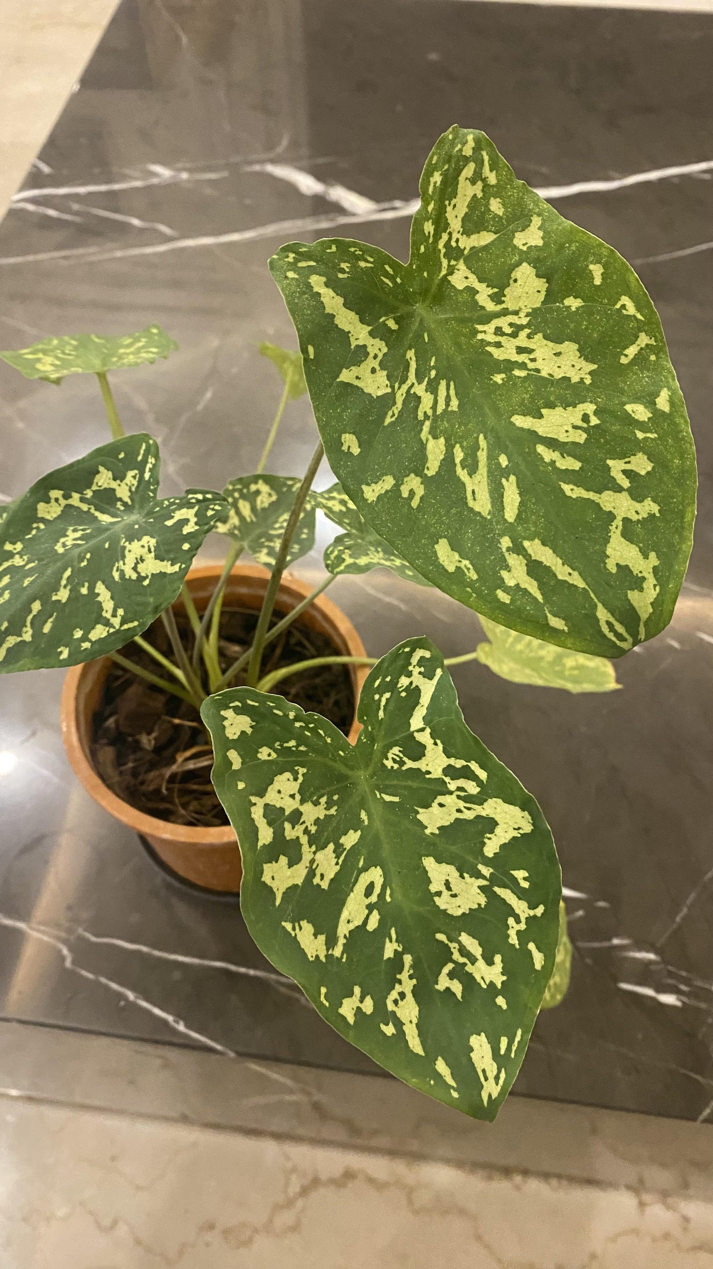 Alocasia Hilo Beauty - View 21 from www redcrocus com