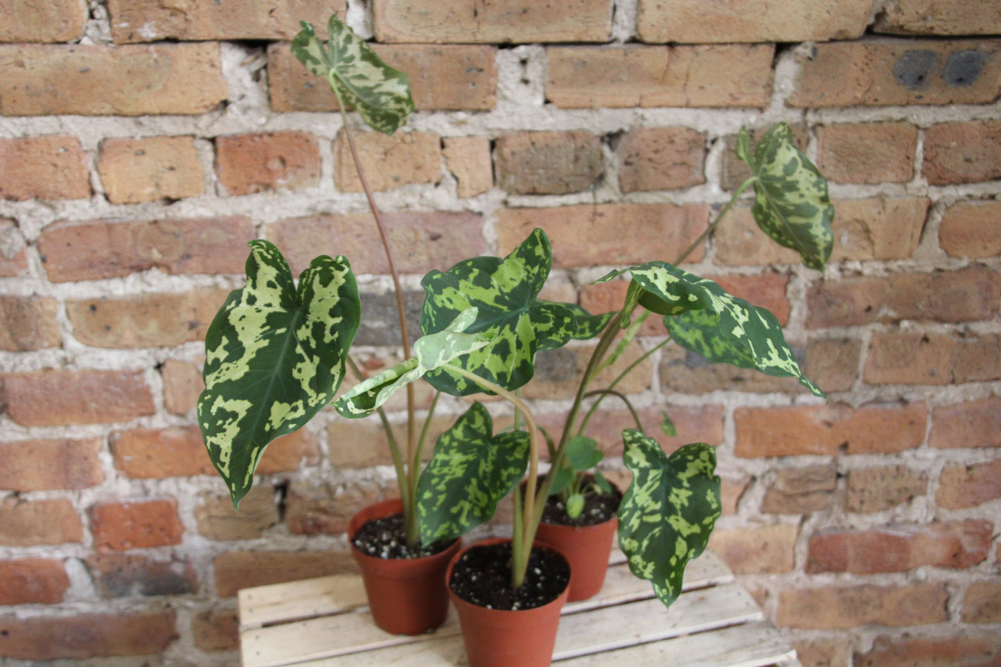 Alocasia Hilo Beauty - View 22 from www redcrocus com