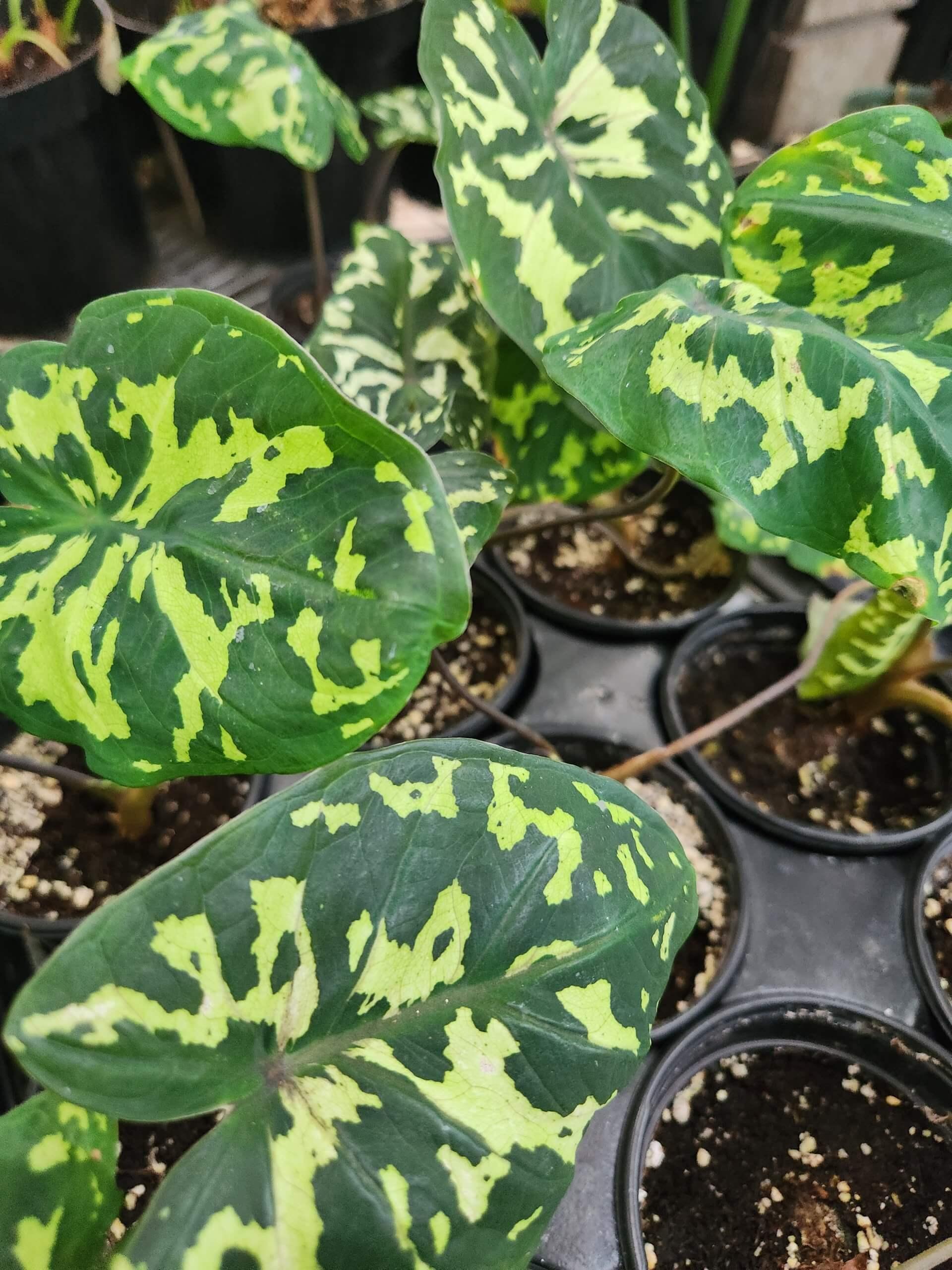 Alocasia Hilo Beauty - View 23 from www redcrocus com