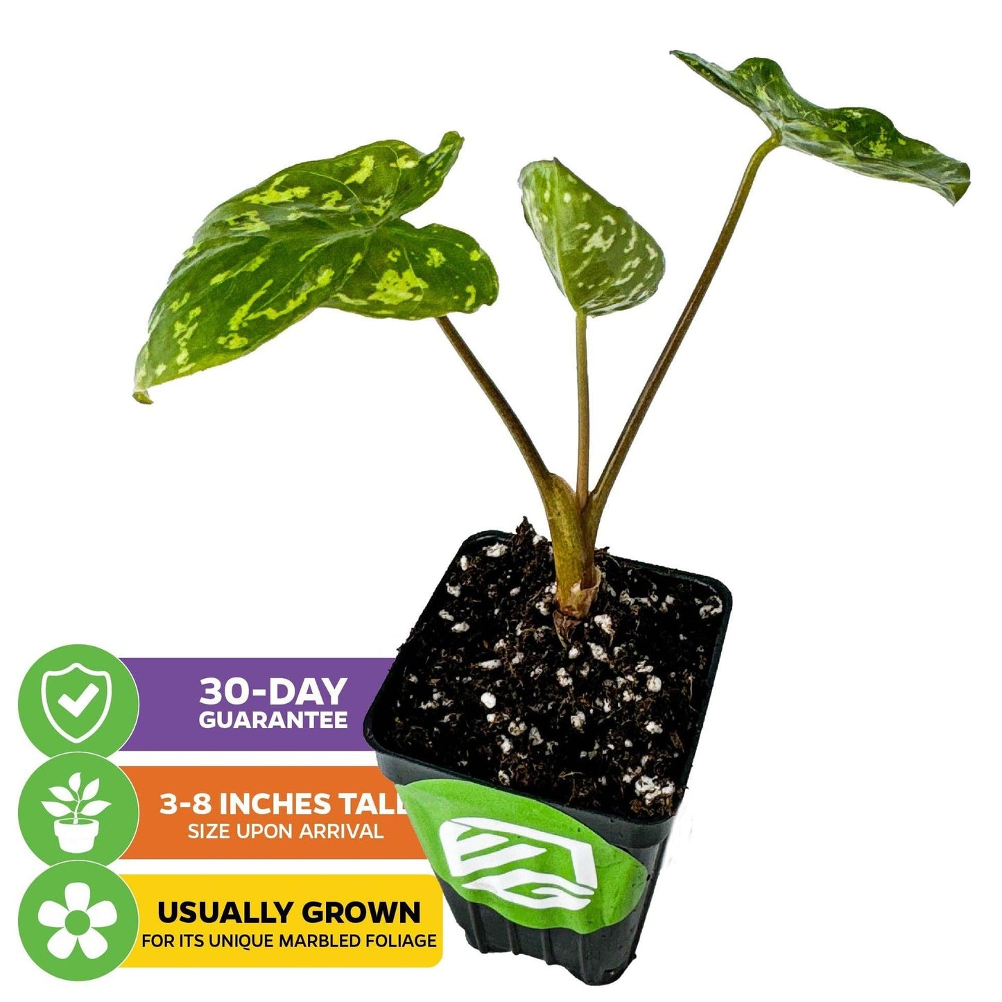 Alocasia Hilo Beauty - View 28 from www redcrocus com