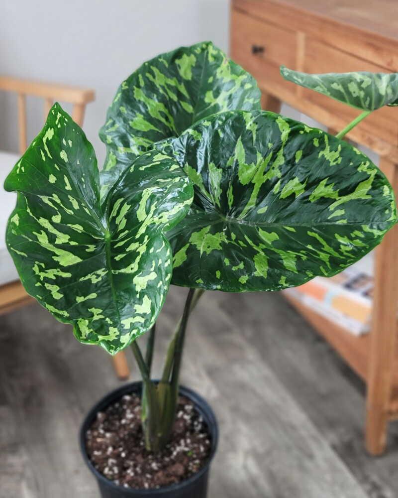 Alocasia Hilo Beauty - View 2 from www redcrocus com