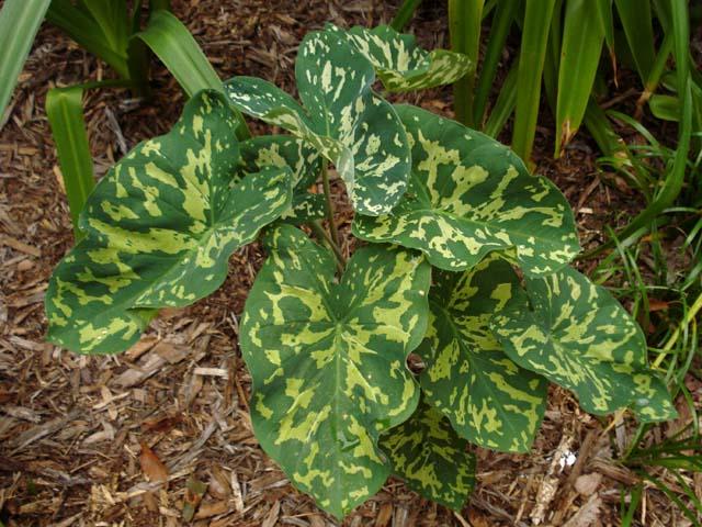 Alocasia Hilo Beauty - View 31 from www redcrocus com