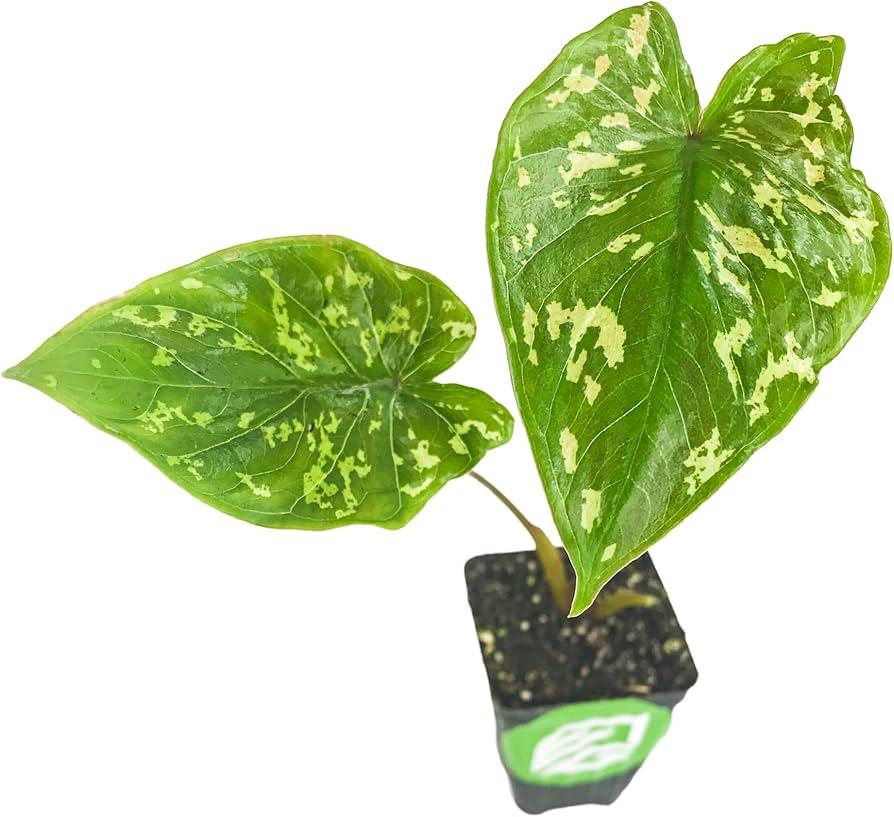 Alocasia Hilo Beauty - View 32 from www redcrocus com