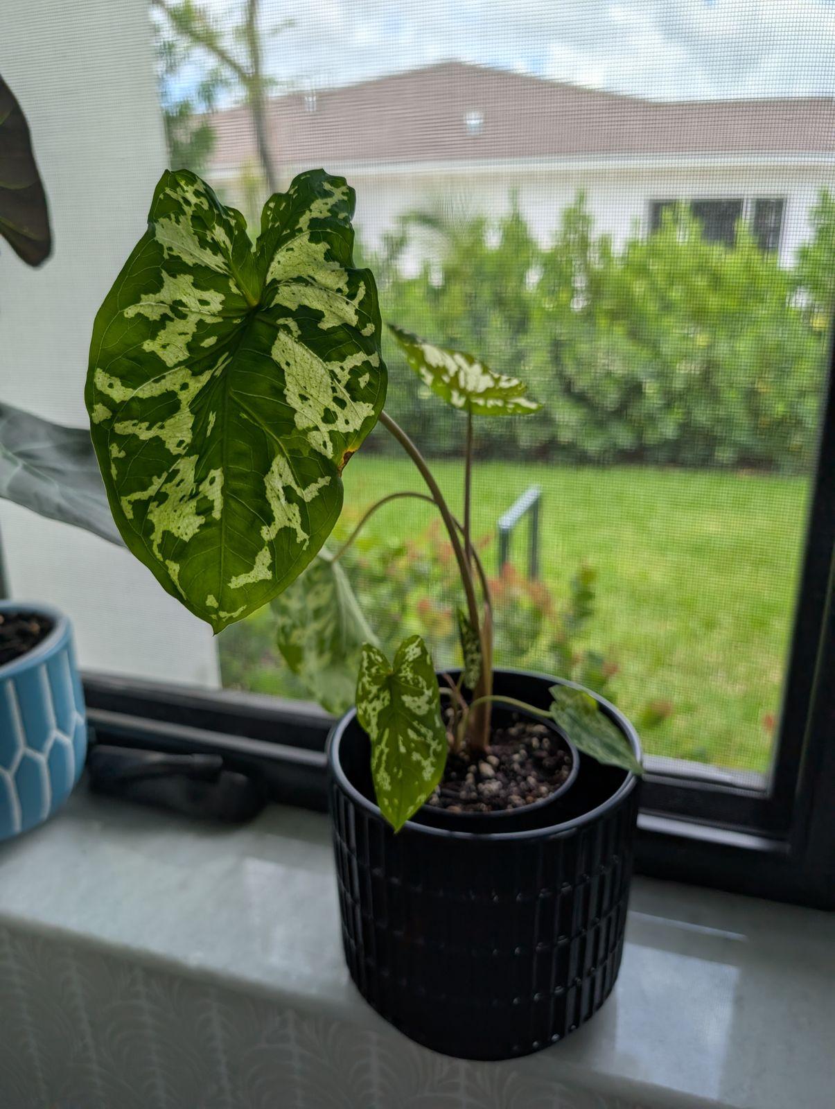 Alocasia Hilo Beauty - View 33 from www redcrocus com