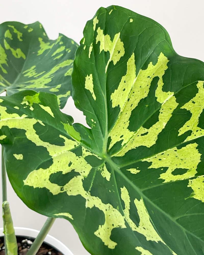 Alocasia Hilo Beauty - View 34 from www redcrocus com