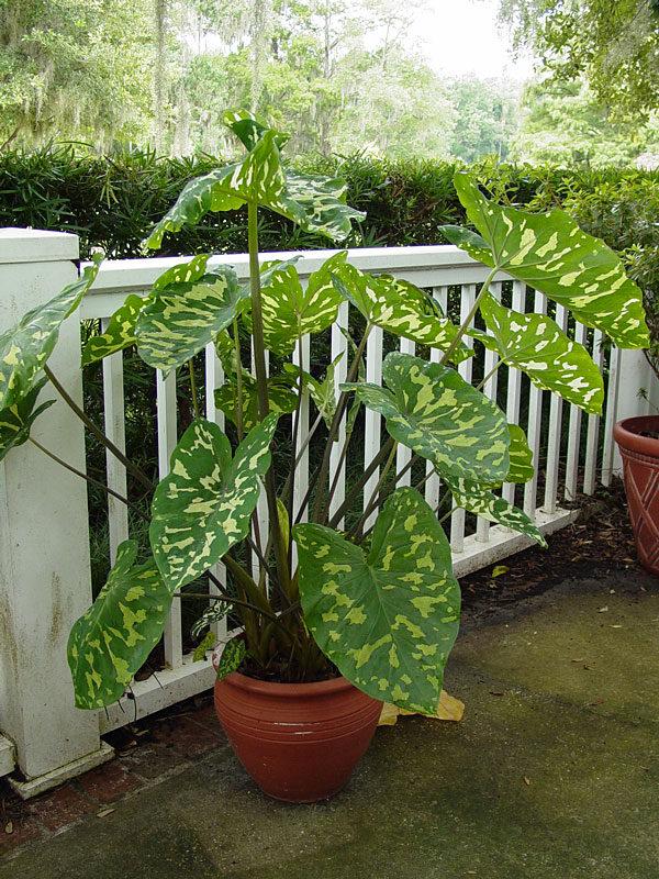 Alocasia Hilo Beauty - View 5 from www redcrocus com
