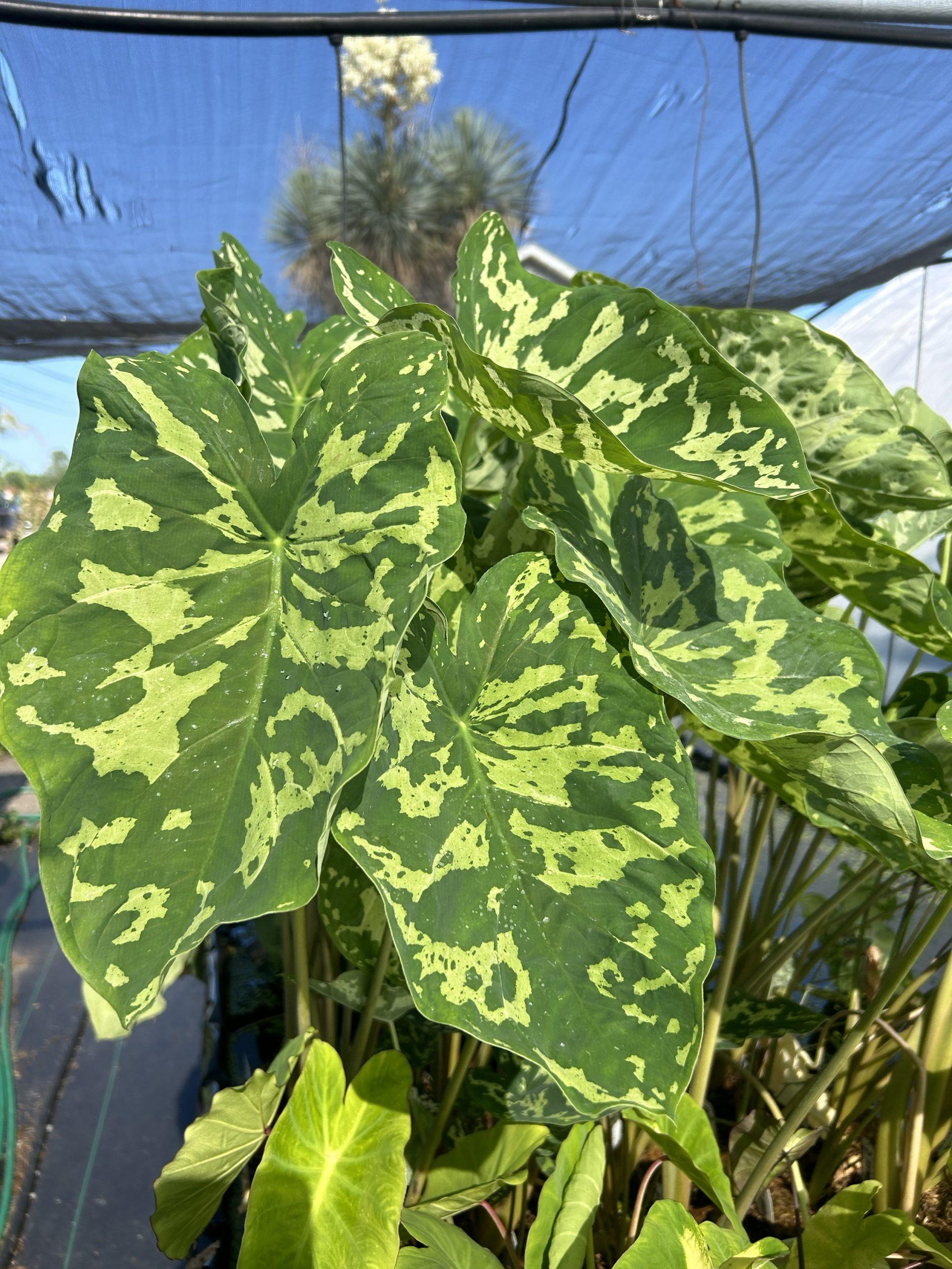 Alocasia Hilo Beauty - View 8 from www redcrocus com