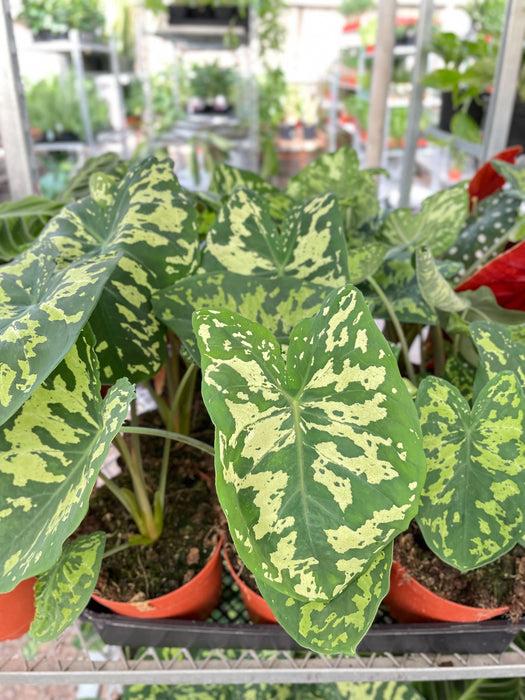 Alocasia Hilo Beauty - View 9 from www redcrocus com
