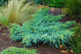 RedCrocus Juniperus 'Dream Joy' Live Plant - Compact Evergreen Juniper Shrub with Golden New Growth, Easy-Care Outdoor Landscape Accent  1 Quart Pot