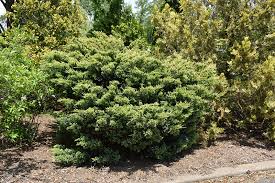 RedCrocus Juniperus 'Dream Joy' Live Plant - Compact Evergreen Juniper Shrub with Golden New Growth, Easy-Care Outdoor Landscape Accent  1 Quart Pot