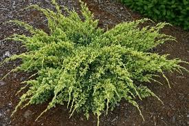 RedCrocus Juniperus 'Dream Joy' Live Plant - Compact Evergreen Juniper Shrub with Golden New Growth, Easy-Care Outdoor Landscape Accent  1 Quart Pot