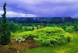 RedCrocus Juniperus 'Dream Joy' Live Plant - Compact Evergreen Juniper Shrub with Golden New Growth, Easy-Care Outdoor Landscape Accent  1 Quart Pot