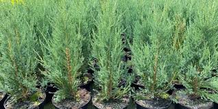RedCrocus Juniperus 'Dream Joy' Live Plant - Compact Evergreen Juniper Shrub with Golden New Growth, Easy-Care Outdoor Landscape Accent  1 Quart Pot