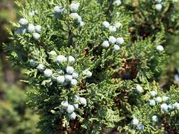 RedCrocus Juniperus 'Dream Joy' Live Plant - Compact Evergreen Juniper Shrub with Golden New Growth, Easy-Care Outdoor Landscape Accent  1 Quart Pot