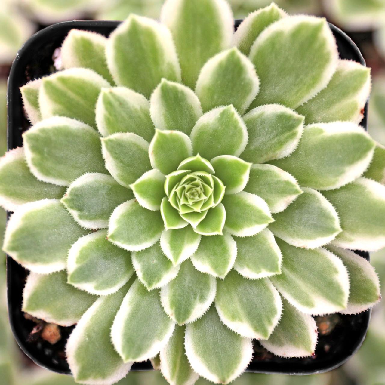 Succulent Aeonium Green White Emerald Rare - View 10 from www redcrocus com