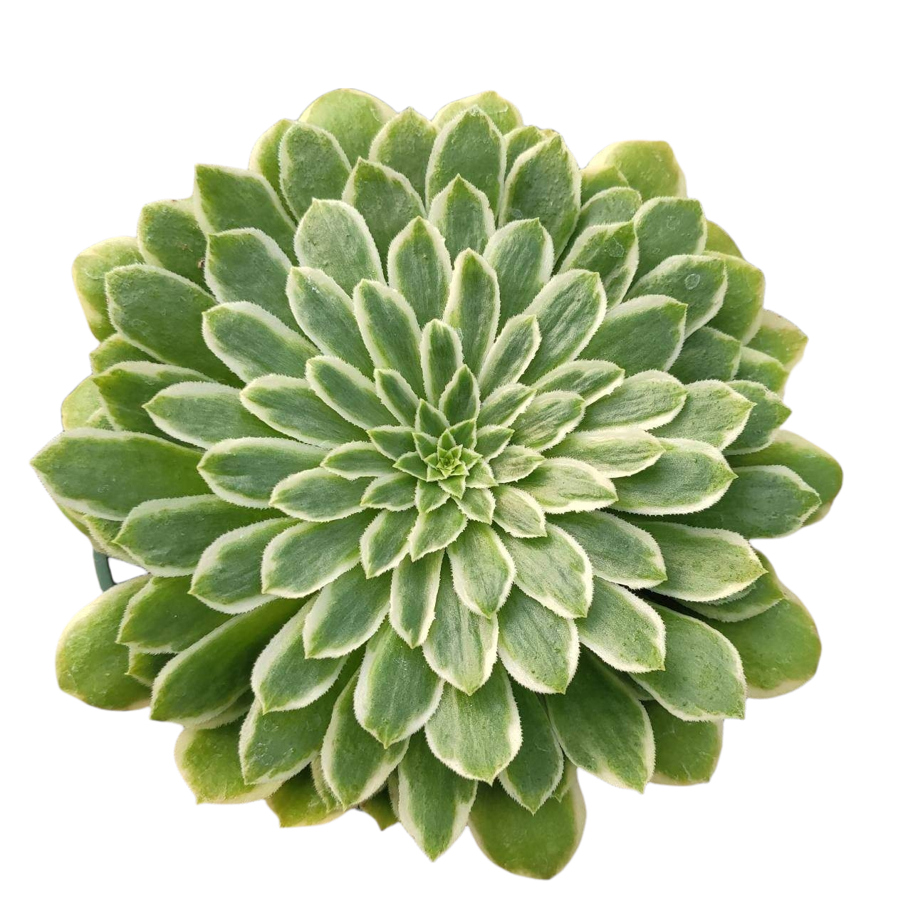 Succulent Aeonium Green White Emerald Rare - View 11 from www redcrocus com