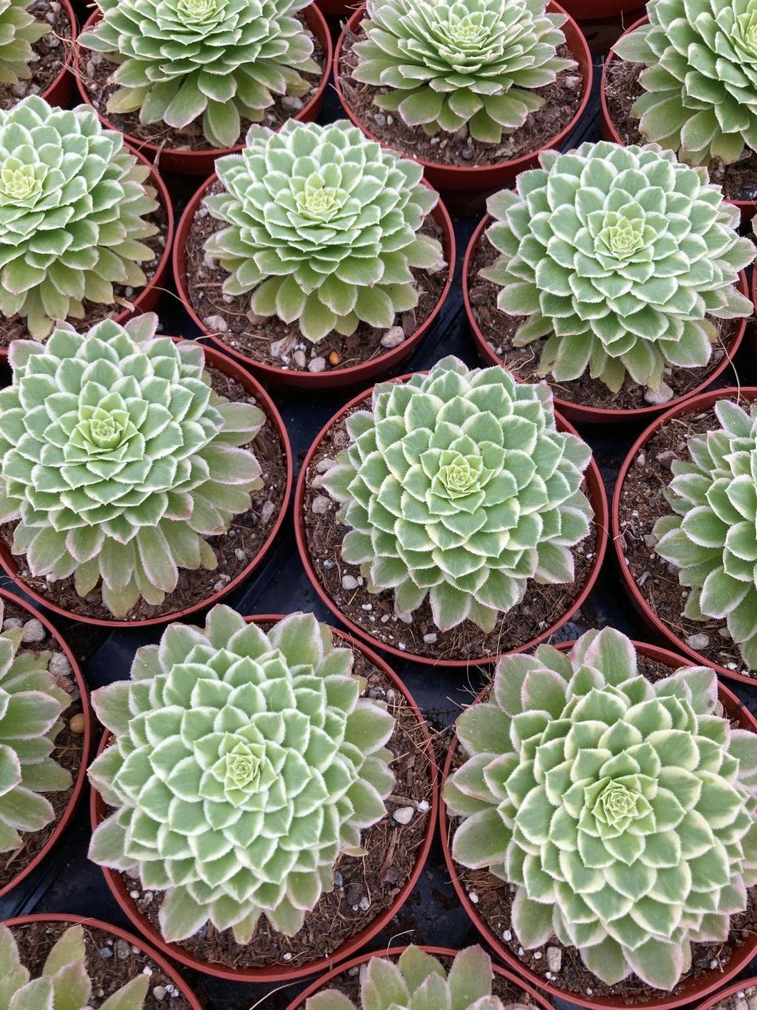 Succulent Aeonium Green White Emerald Rare - View 12 from www redcrocus com