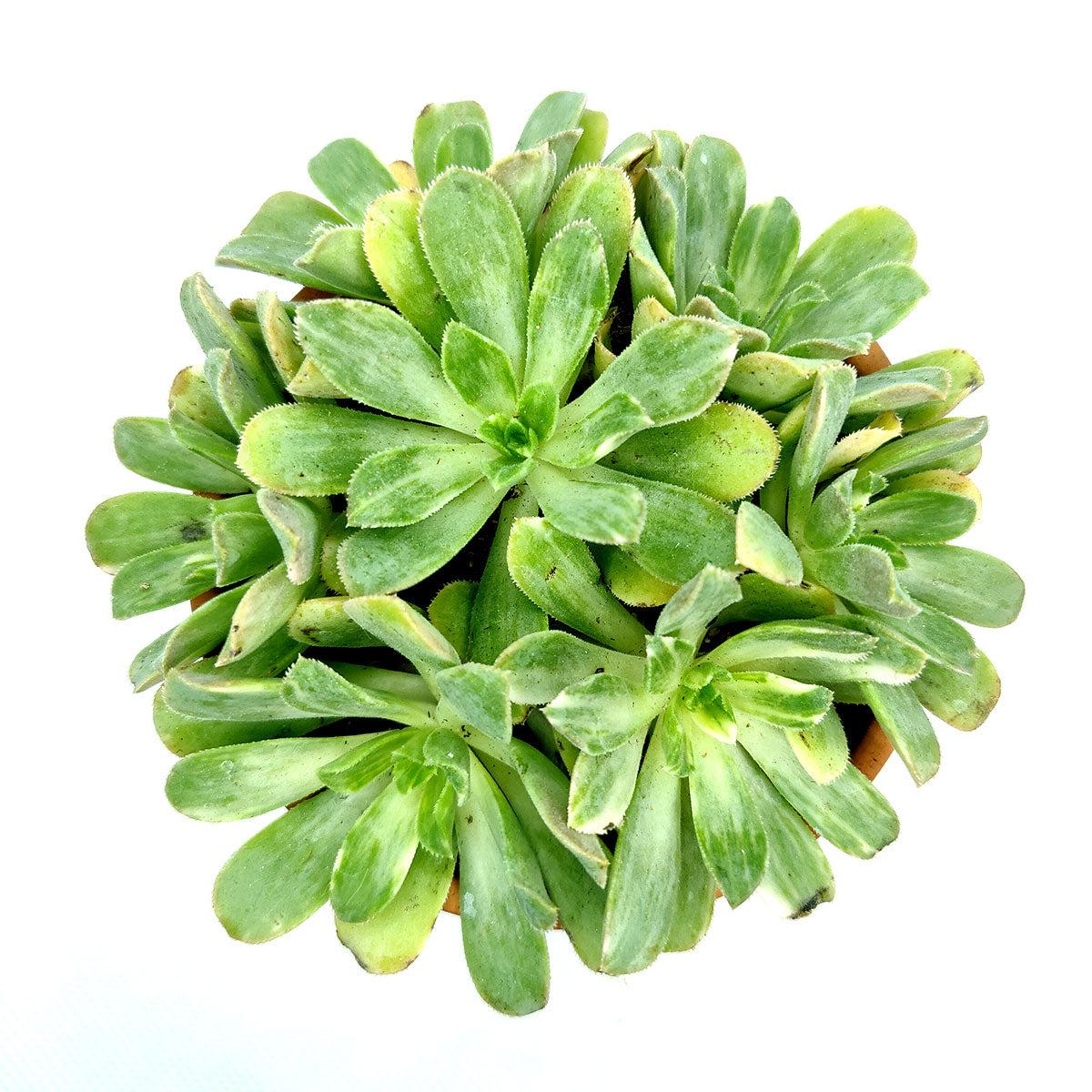 Succulent Aeonium Green White Emerald Rare - View 13 from www redcrocus com