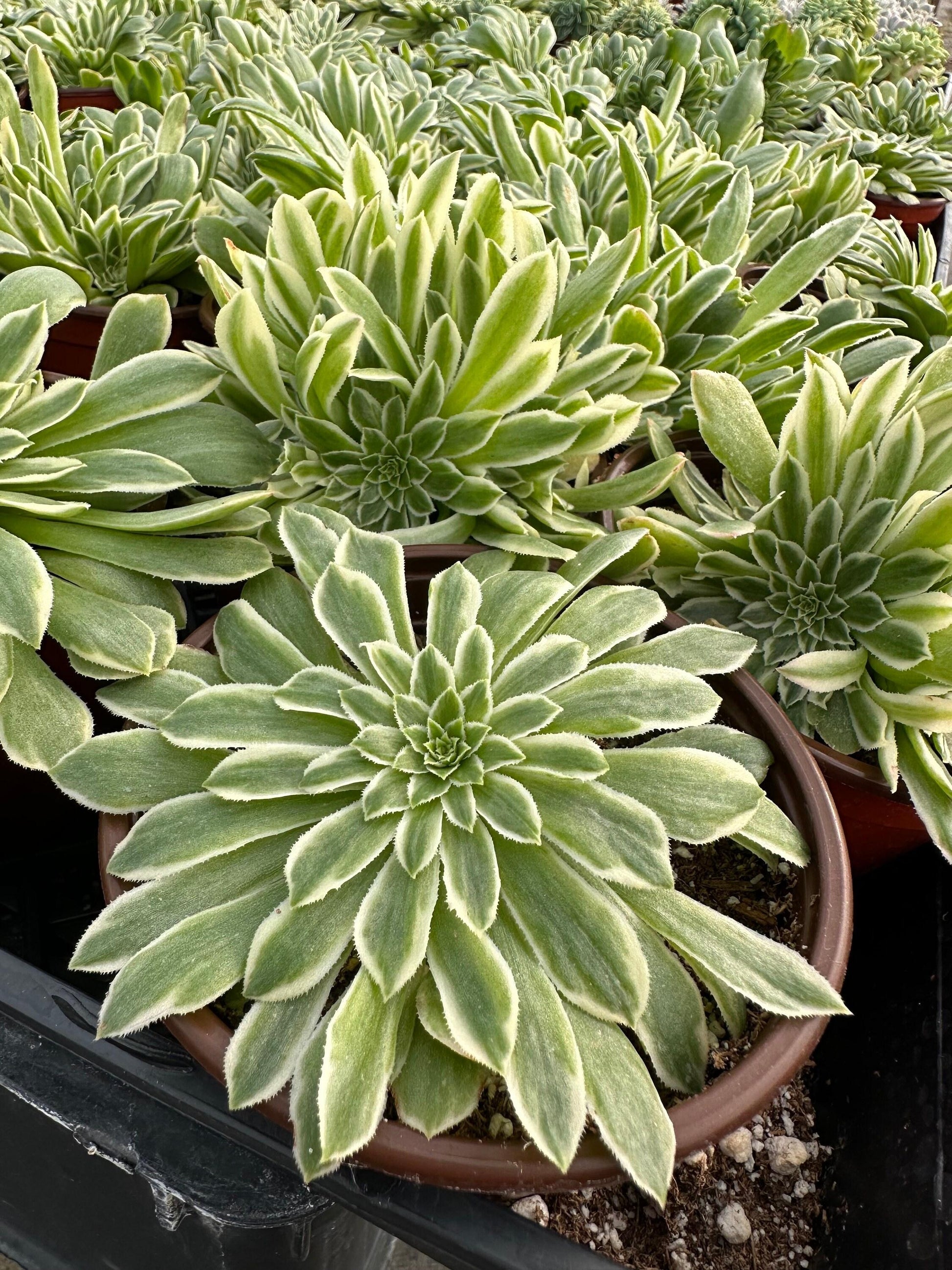 Succulent Aeonium Green White Emerald Rare - View 14 from www redcrocus com