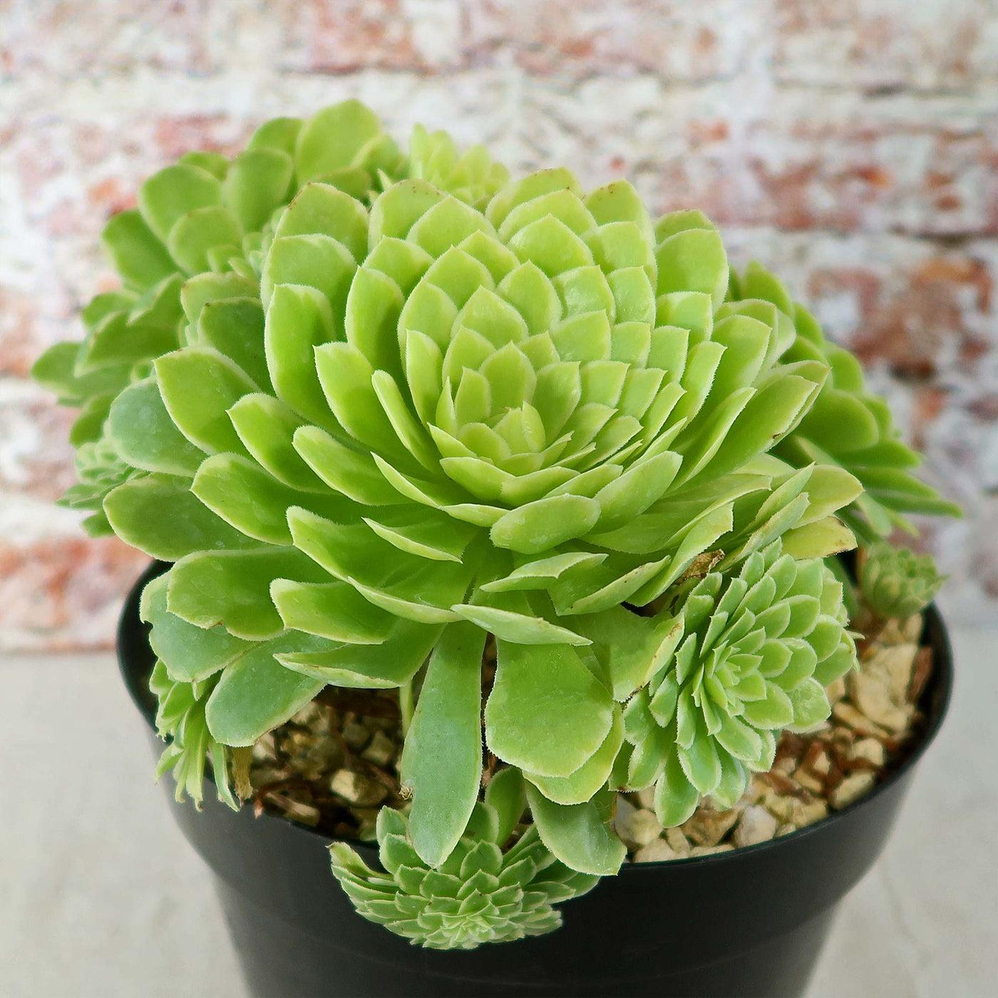 Succulent Aeonium Green White Emerald Rare - View 16 from www redcrocus com